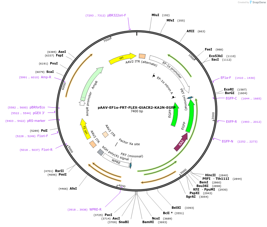114378-plasmid-map-sequence-id-220128