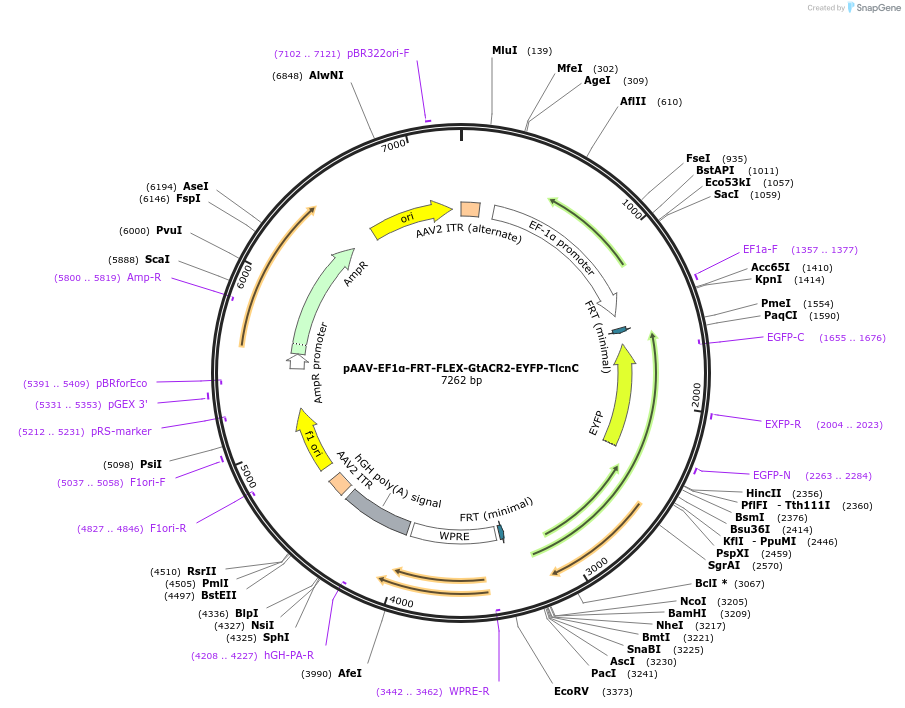114374-plasmid-map-sequence-id-220133
