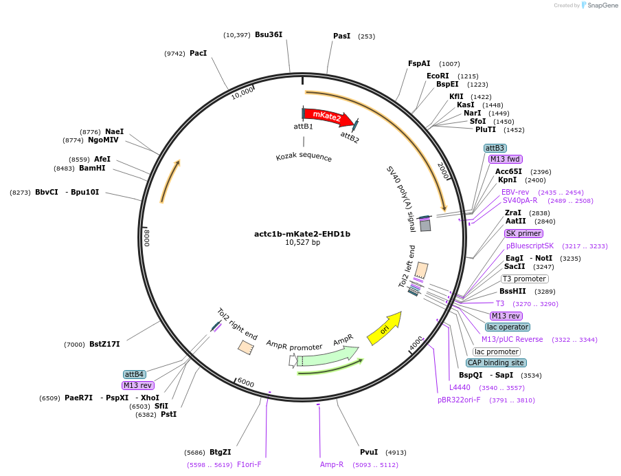 109514-plasmid-map-sequence-id-220138