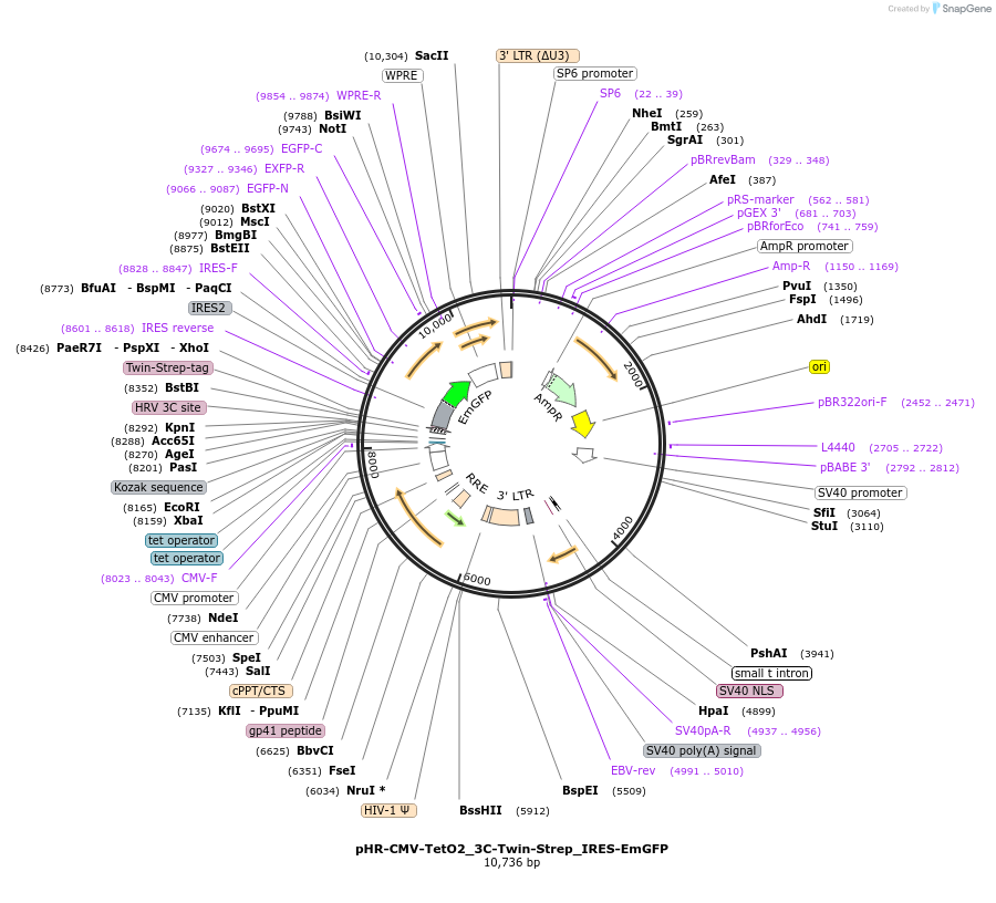 113884-plasmid-map-sequence-id-220146