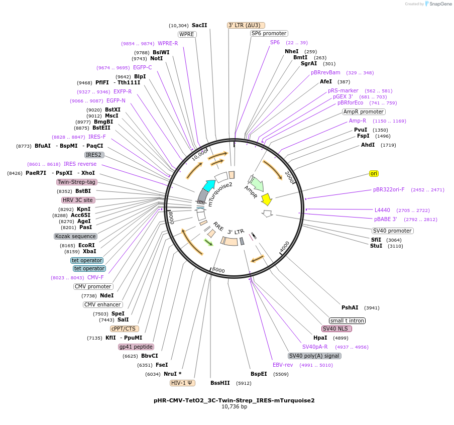 113886-plasmid-map-sequence-id-220167