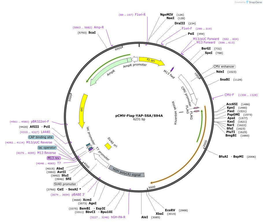 33103-plasmid-map-sequence-id-220171