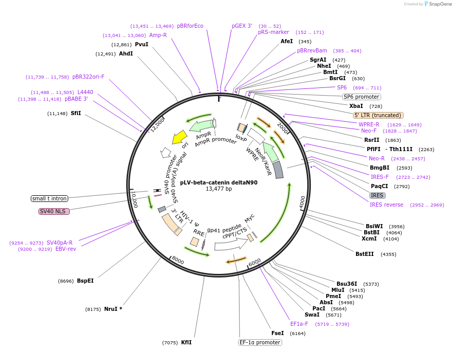 36985-plasmid-map-sequence-id-220173
