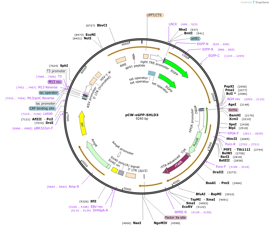 114126-plasmid-map-sequence-id-220197