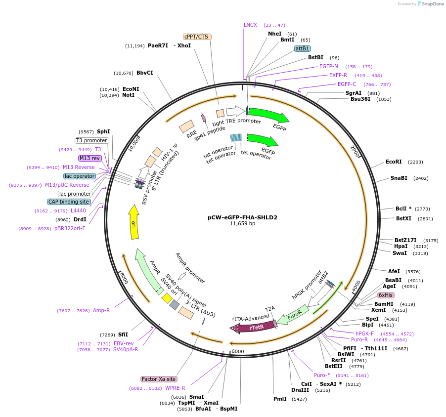 114121-plasmid-map-sequence-id-220199