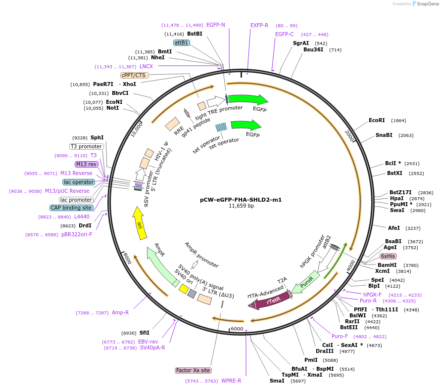 114122-plasmid-map-sequence-id-220204