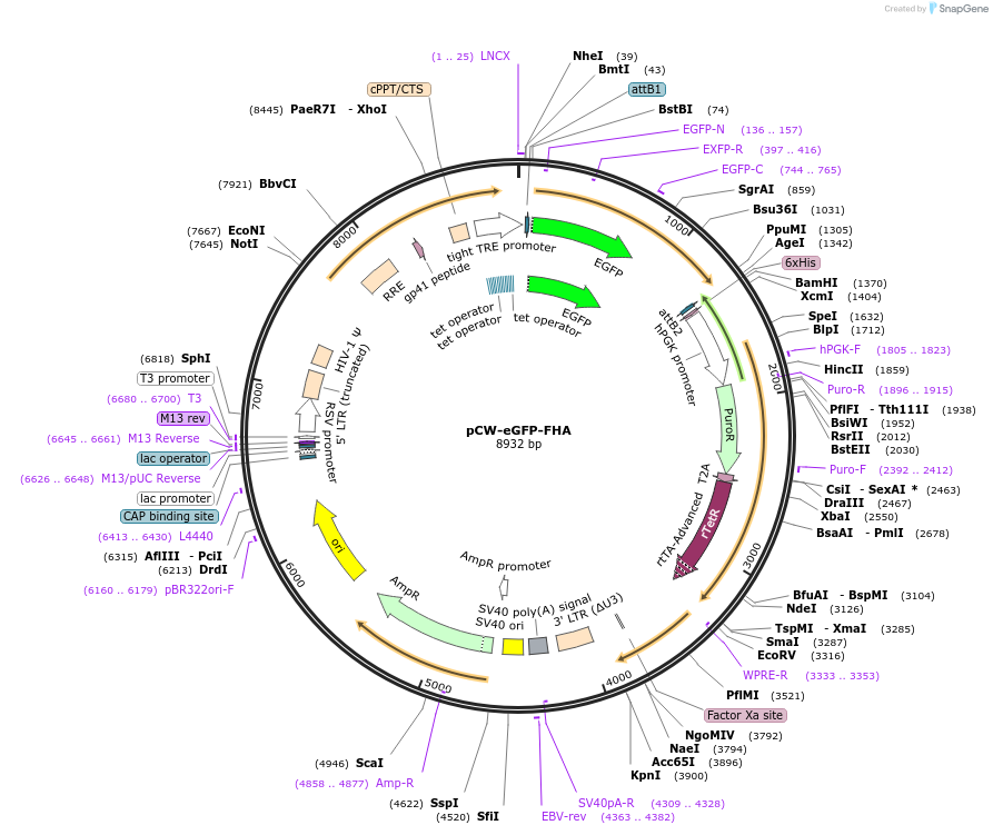114129-plasmid-map-sequence-id-220207