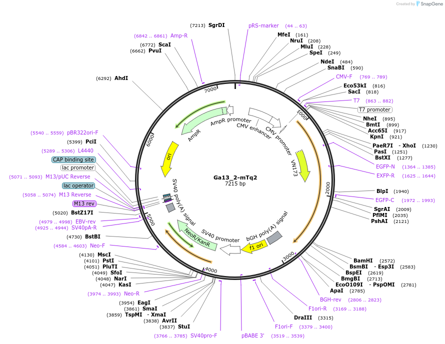 112933-plasmid-map-sequence-id-220208