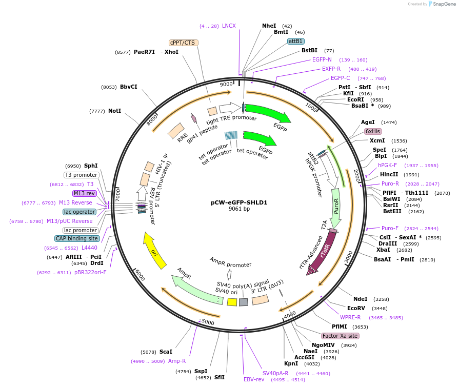 114116-plasmid-map-sequence-id-220210