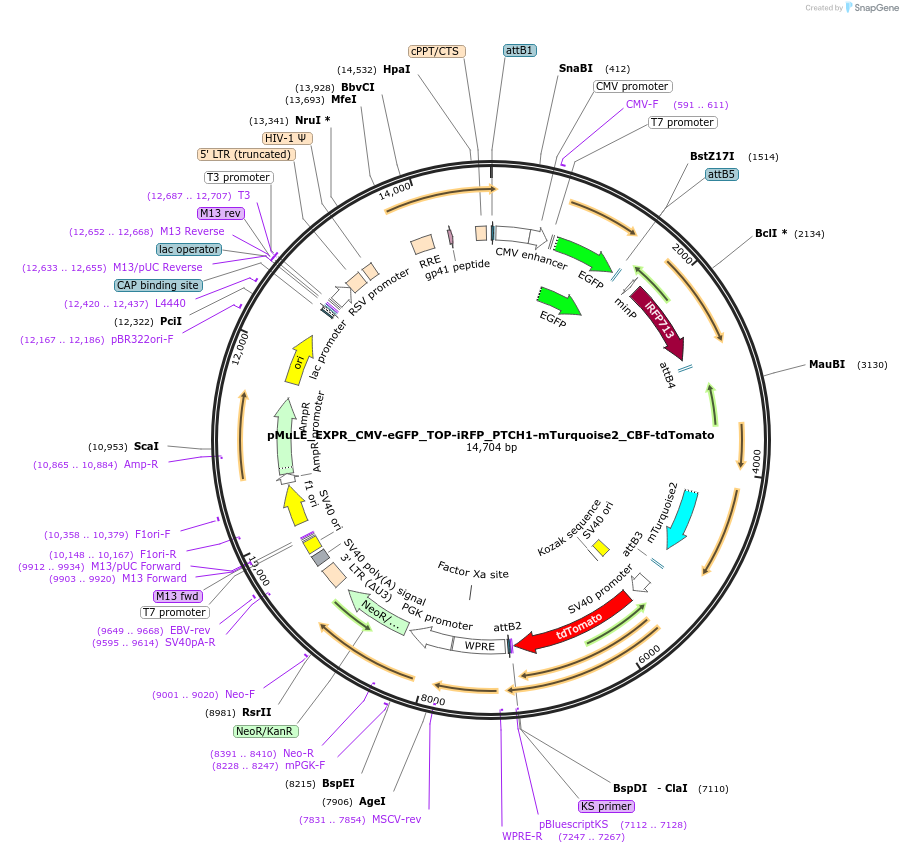 113865-plasmid-map-sequence-id-220242