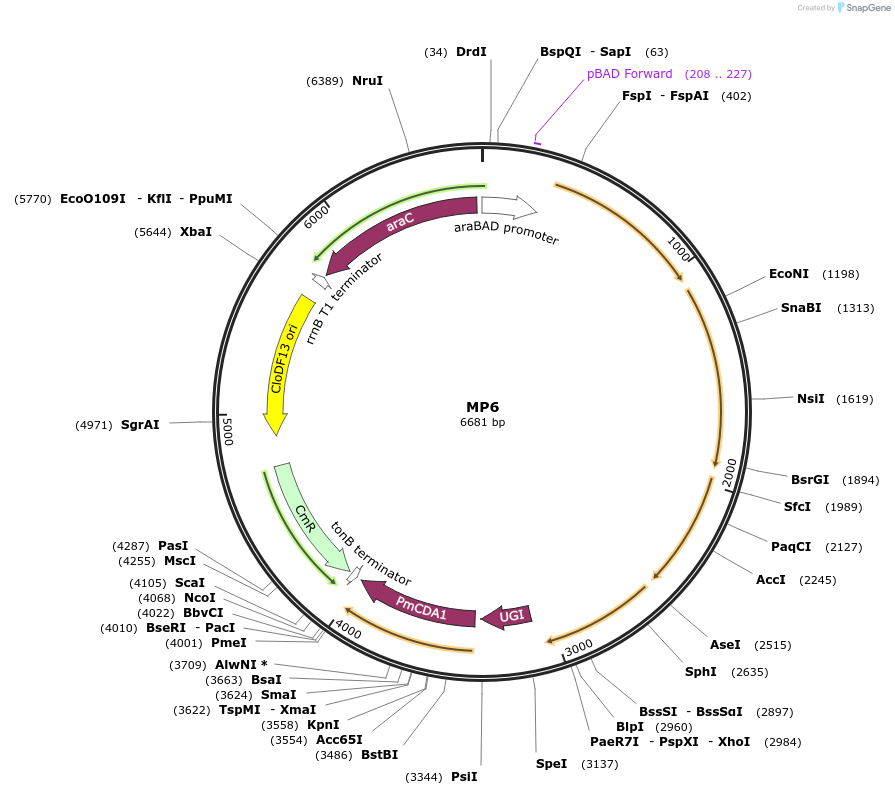 69669-plasmid-map-sequence-id-220327