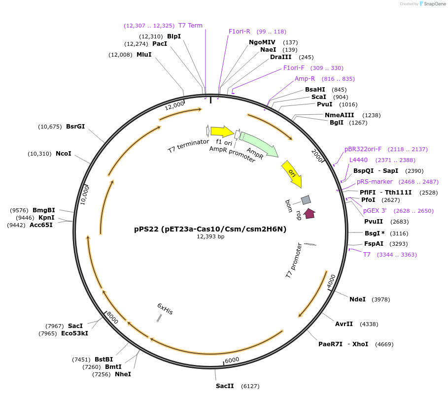 70038-plasmid-map-sequence-id-220331