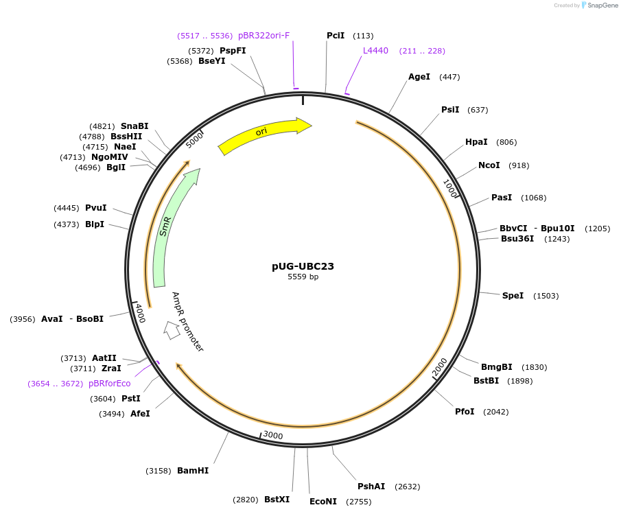 104688-plasmid-map-sequence-id-220384
