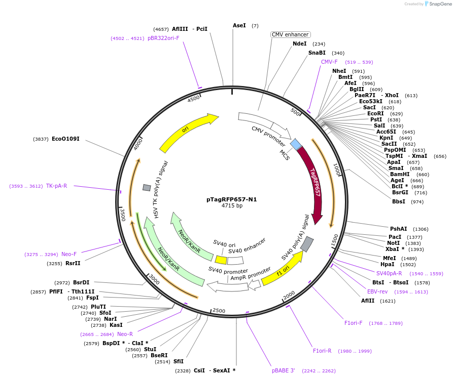 31959-plasmid-map-sequence-id-220445