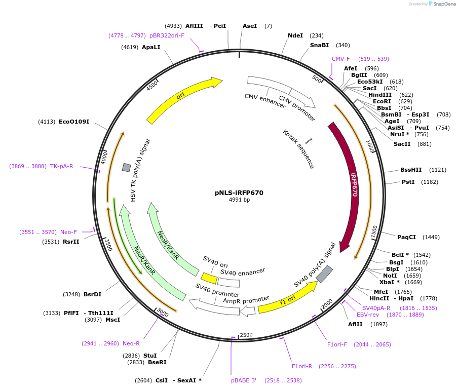 45466-plasmid-map-sequence-id-220446