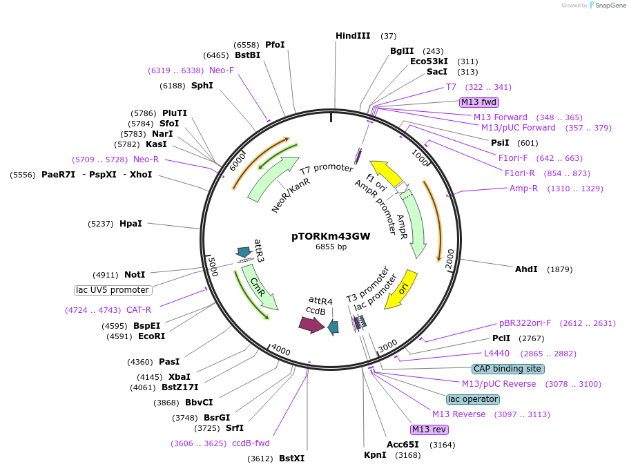 112897-plasmid-map-sequence-id-220447