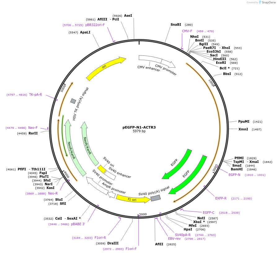 8462-plasmid-map-sequence-id-220449