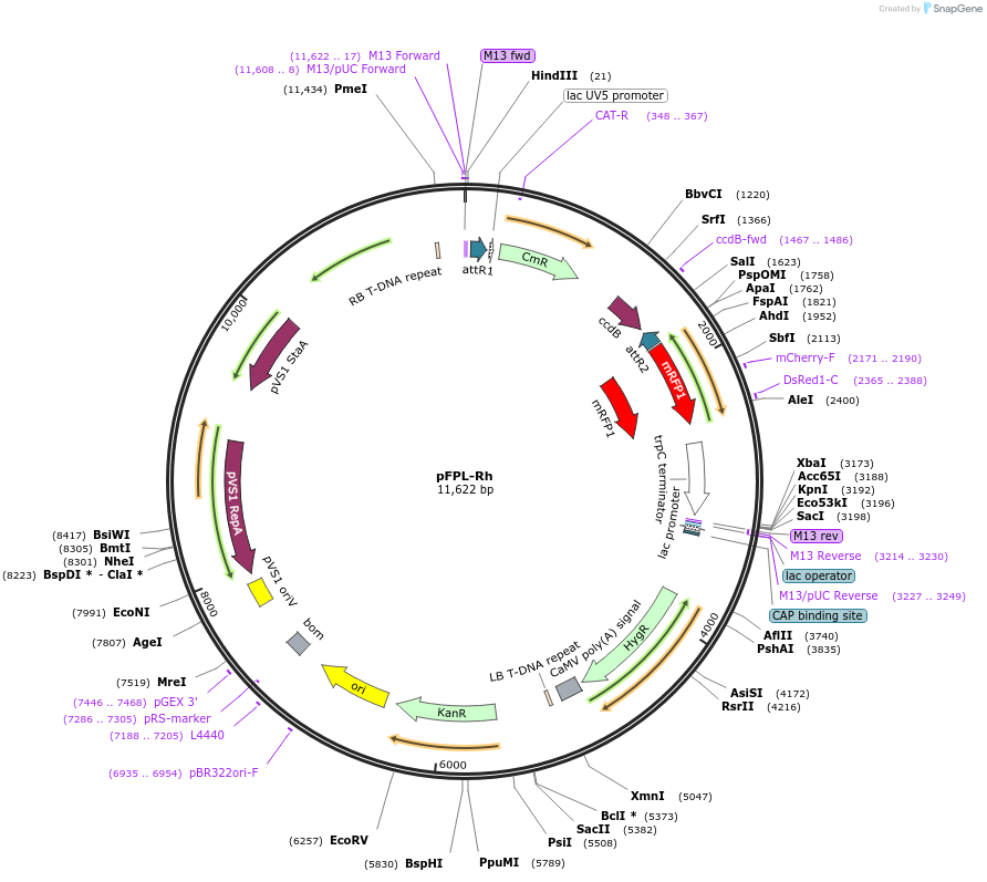 61649-plasmid-map-sequence-id-220451