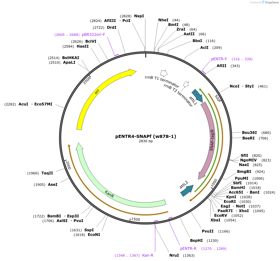 29652-plasmid-map-sequence-id-220455