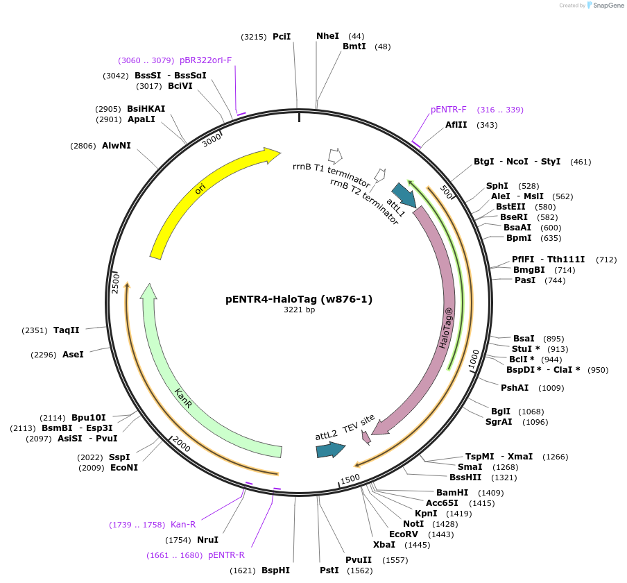 29644-plasmid-map-sequence-id-220459