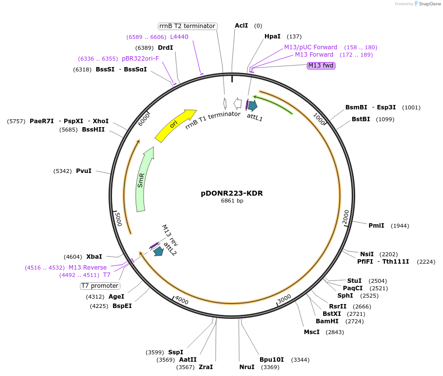 23925-plasmid-map-sequence-id-220461