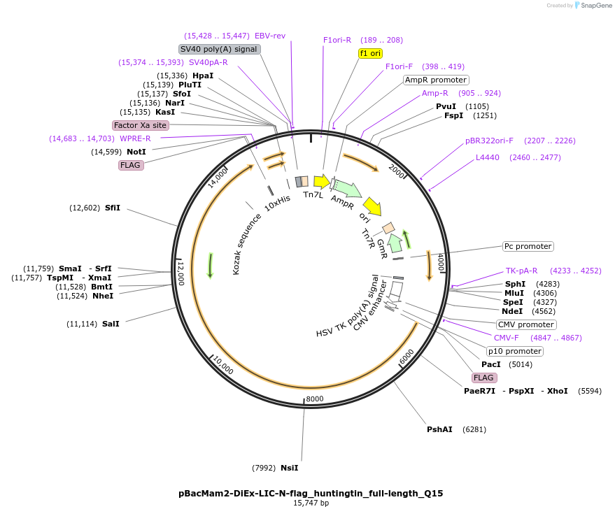 111732-plasmid-map-sequence-id-220471