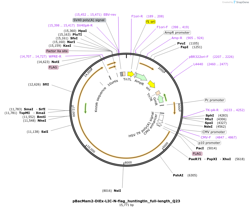111723-plasmid-map-sequence-id-220473