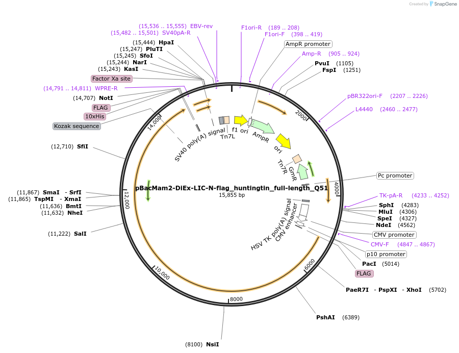 111734-plasmid-map-sequence-id-220474