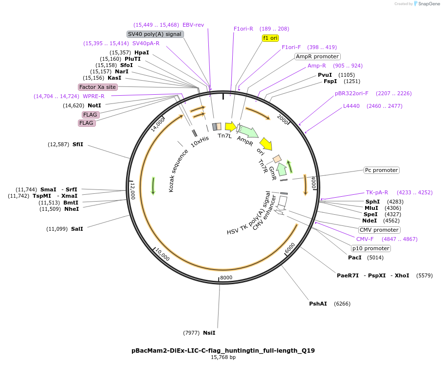 111741-plasmid-map-sequence-id-220475