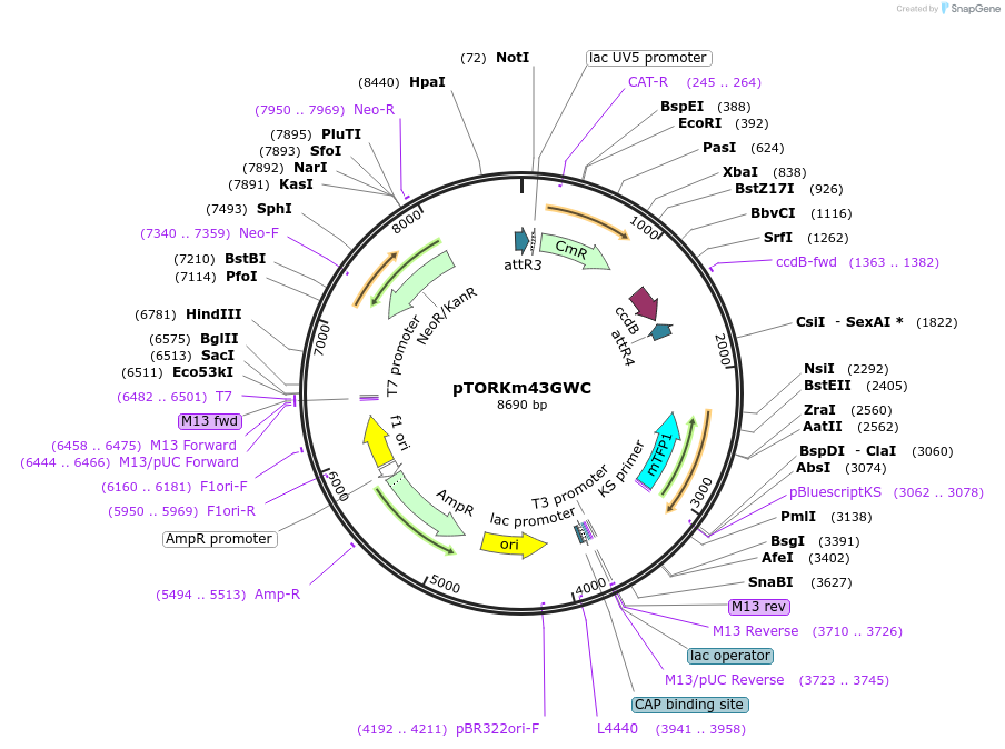 112898-plasmid-map-sequence-id-220480