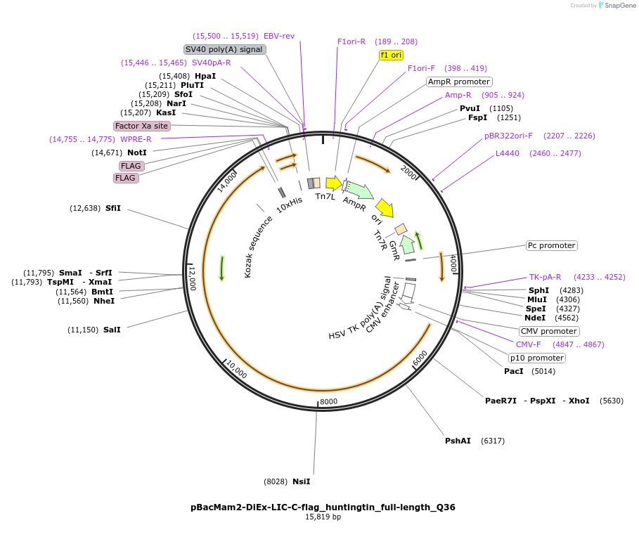 111745-plasmid-map-sequence-id-220481