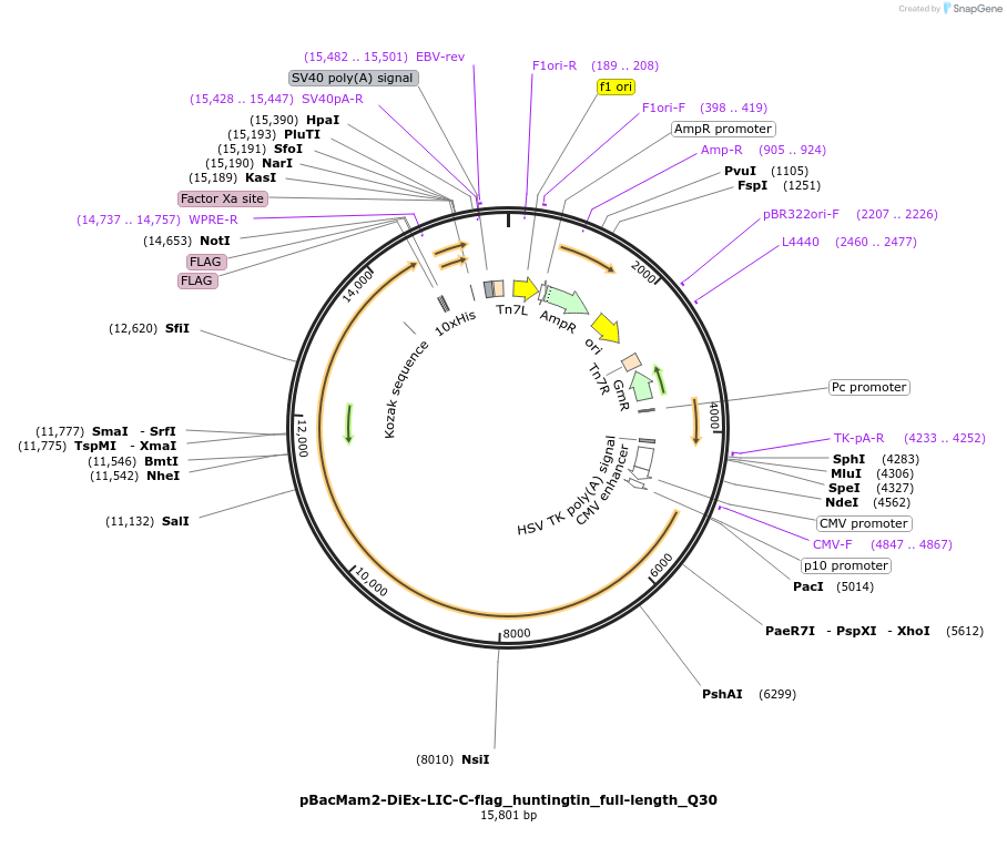 111744-plasmid-map-sequence-id-220482