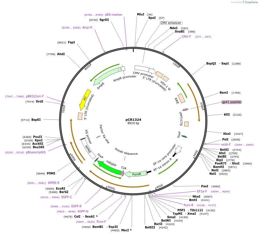 111120-plasmid-map-sequence-id-220490