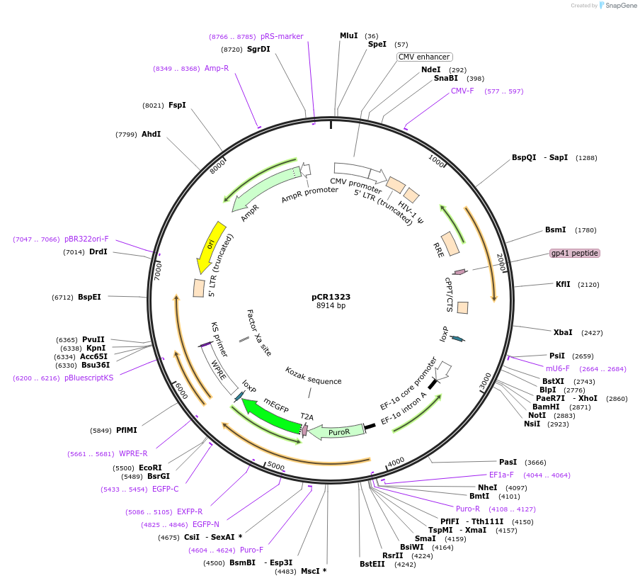 111125-plasmid-map-sequence-id-220501