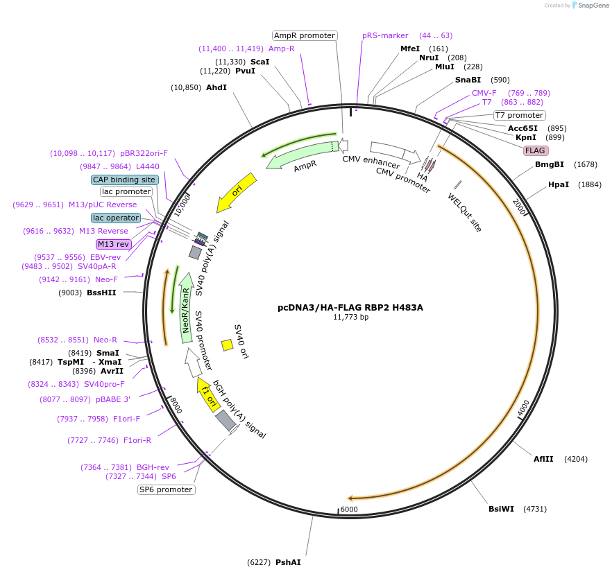 14801-plasmid-map-sequence-id-220505
