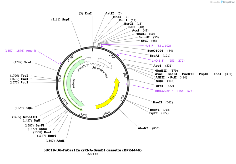 114087-plasmid-map-sequence-id-220506