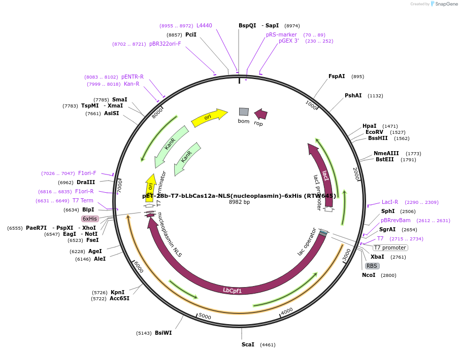 114070-plasmid-map-sequence-id-220511