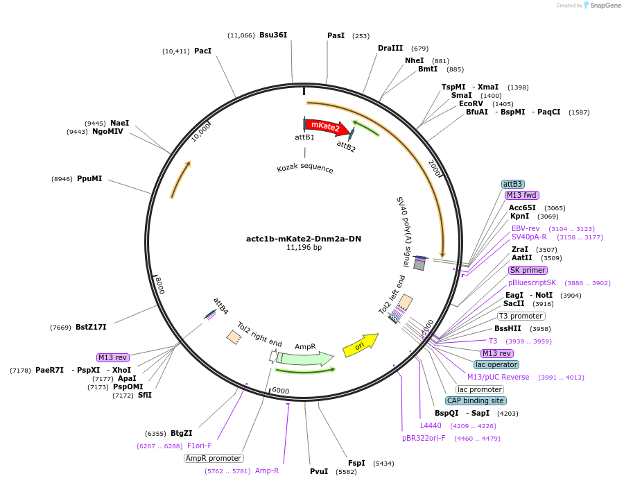 109520-plasmid-map-sequence-id-220512