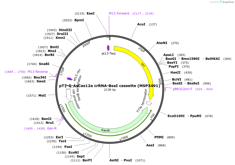114067-plasmid-map-sequence-id-220514