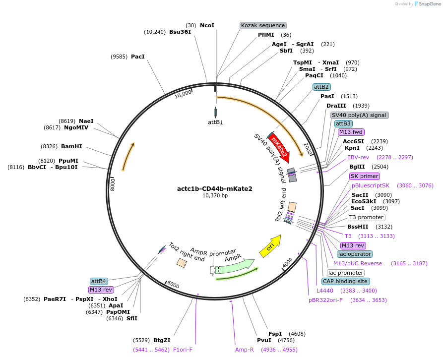 109524-plasmid-map-sequence-id-220521