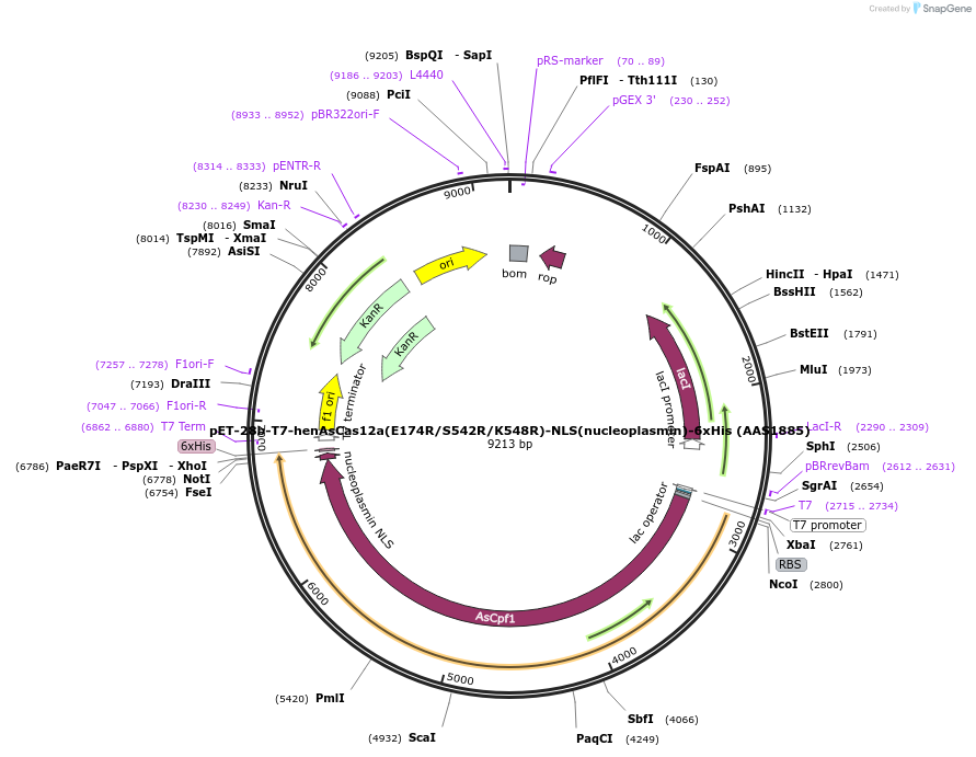 114072-plasmid-map-sequence-id-220522