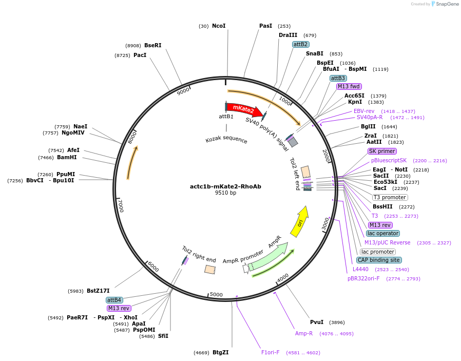 109527-plasmid-map-sequence-id-220526