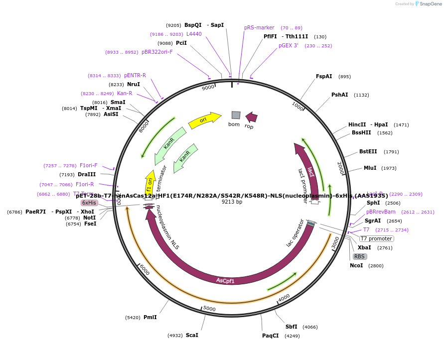 114073-plasmid-map-sequence-id-220529