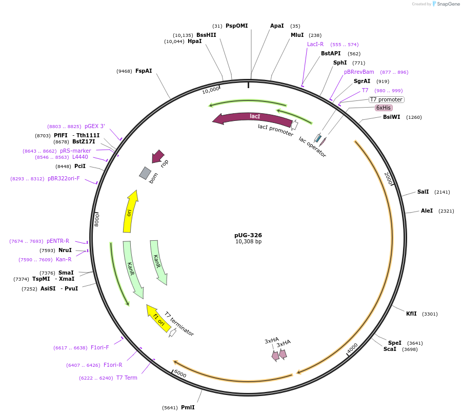 104755-plasmid-map-sequence-id-220550