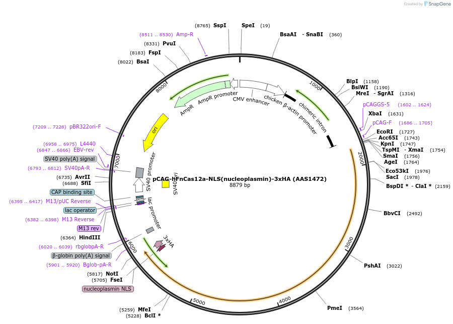 114089-plasmid-map-sequence-id-220552