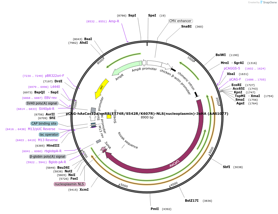114095-plasmid-map-sequence-id-220556