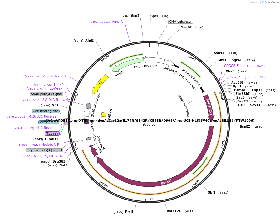 114083-plasmid-map-sequence-id-220558