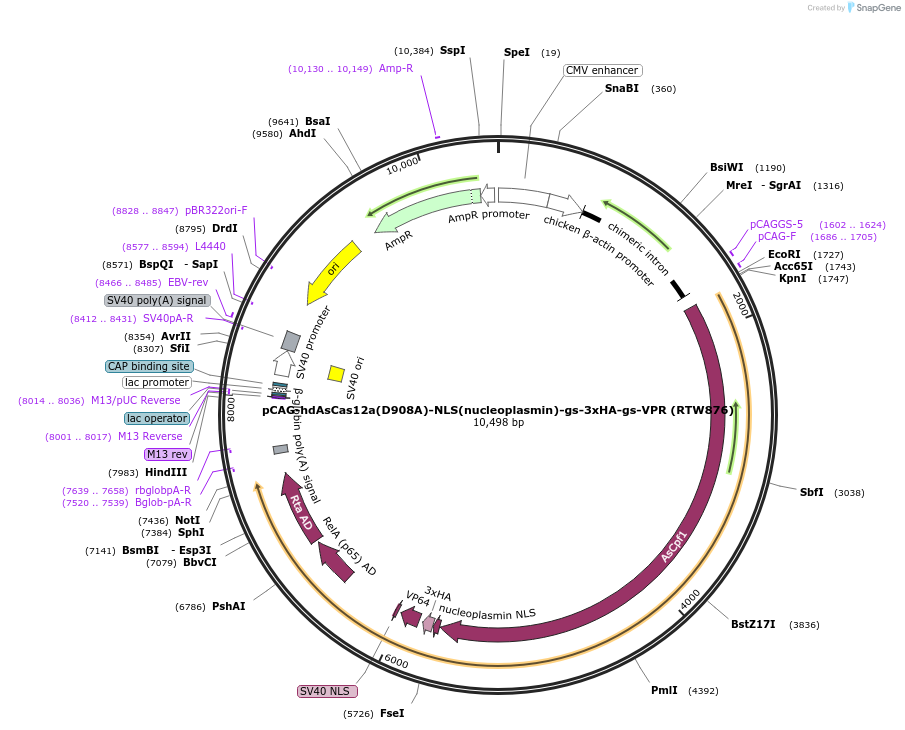 114078-plasmid-map-sequence-id-220564