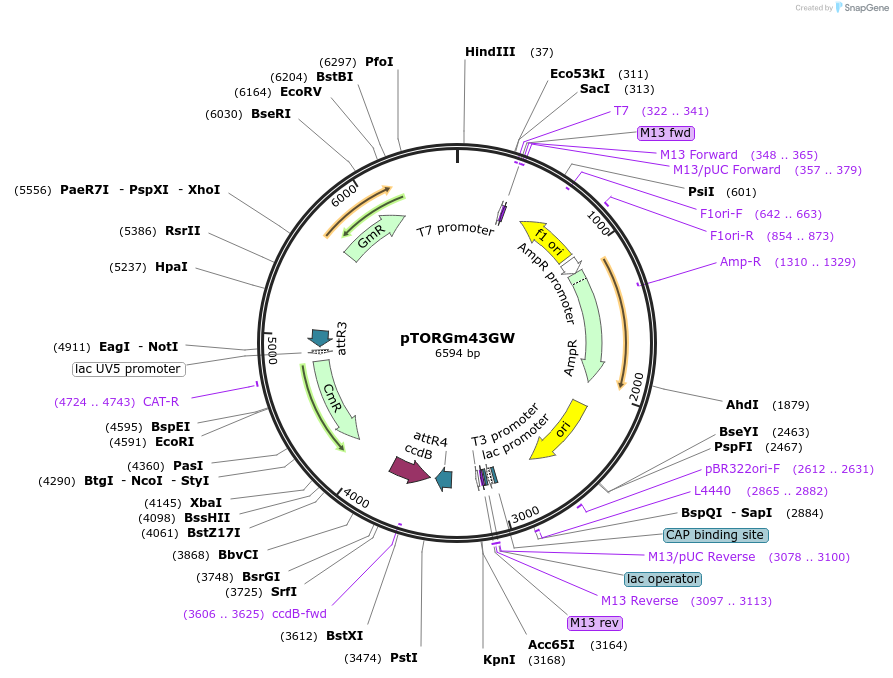 112902-plasmid-map-sequence-id-220566