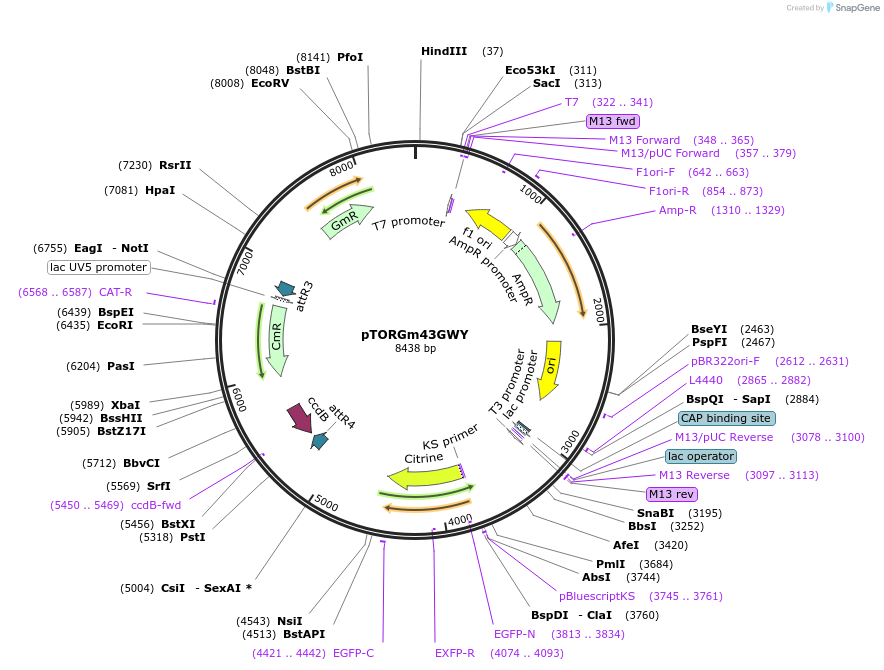 112906-plasmid-map-sequence-id-220572